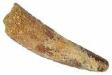 Fossil Spinosaurus Tooth - Real Dinosaur Tooth #346286-1